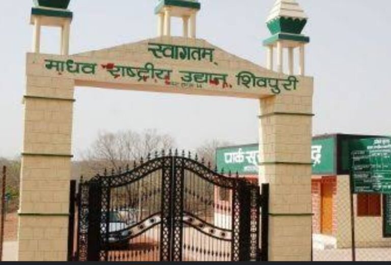 माधव नेशनल पार्क में टाइगर की कॉलर आईडी काम नहीं कर रही बदलने आएंगे हाथी