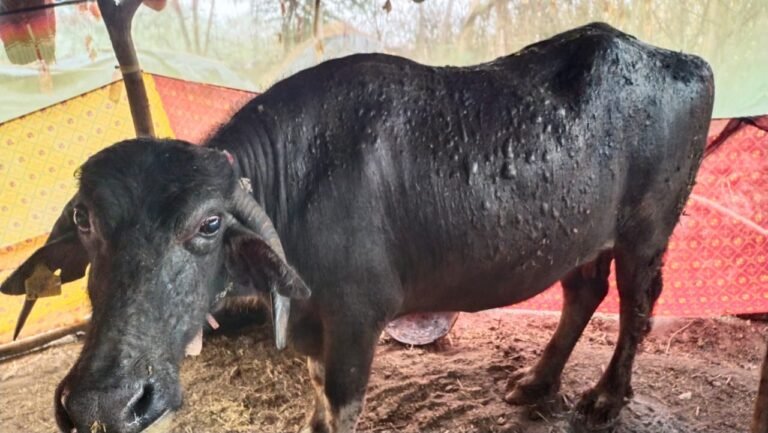 खनियाधाना के नदनवारा में दबंगो का कहर गौहत्या के दंश ने रात में घर मे आग लागयी तीन भैसे गंभीर रूप से झुलस कर घायल हुई शिवम पाण्डेय की खास रिपोर्ट