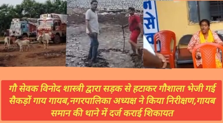 गौ सेवक विनोद शास्त्री द्वारा सड़क से हटाकर गौशाला भेजी गई सैकड़ों गाय गायब,नगरपालिका अध्यक्ष ने किया निरीक्षण,गायब समान की थाने में दर्ज कराई शिकायत