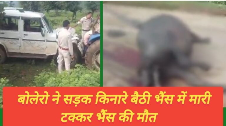बोलेरो ने सड़क किनारे बैठी भैंस में मारी टक्कर भैंस की मौत   