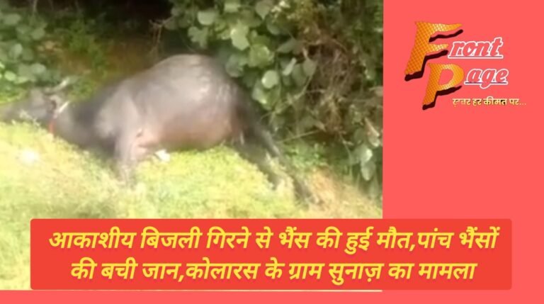 आकाशीय बिजली गिरने से भैंस की हुई मौत,पांच भैंसों की बची जान,कोलारस के ग्राम सुनाज़ का मामला