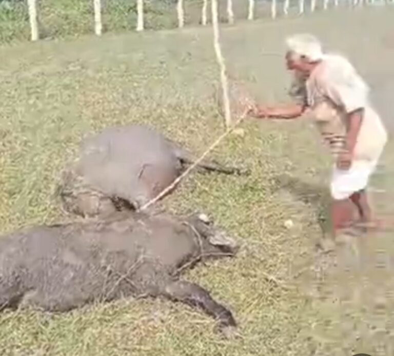 अस्थाई रूप से बिछाए बिजली के तारों से चरवाहे सहित भैसों को लगा करंट,तीन भैंसों की मौत, रन्नौद का मामला