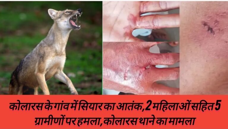 कोलारस के गांव में सियार का आतंक,2 महिलाओं सहित 5 ग्रामीणों पर हमला,कोलारस थाने का मामला