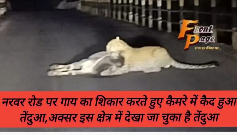 नरवर रोड पर गाय का शिकार करते हुए कैमरे में कैद हुआ तेंदुआ,अक्सर इस क्षेत्र में देखा जा चुका है तेंदुआ