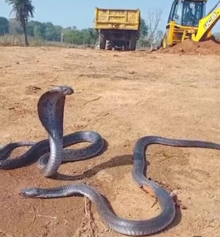 सफाई के दौरान जेसीबी से हुई नाग की मौत,नागिन आ कर बैठ गई नाग के पास, नरवर के ग्राम छतरी का मामला