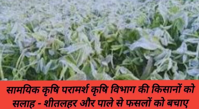 सामयिक कृषि परामर्श कृषि विभाग की किसानों को सलाह – शीतलहर और पाले से फसलों को बचाए