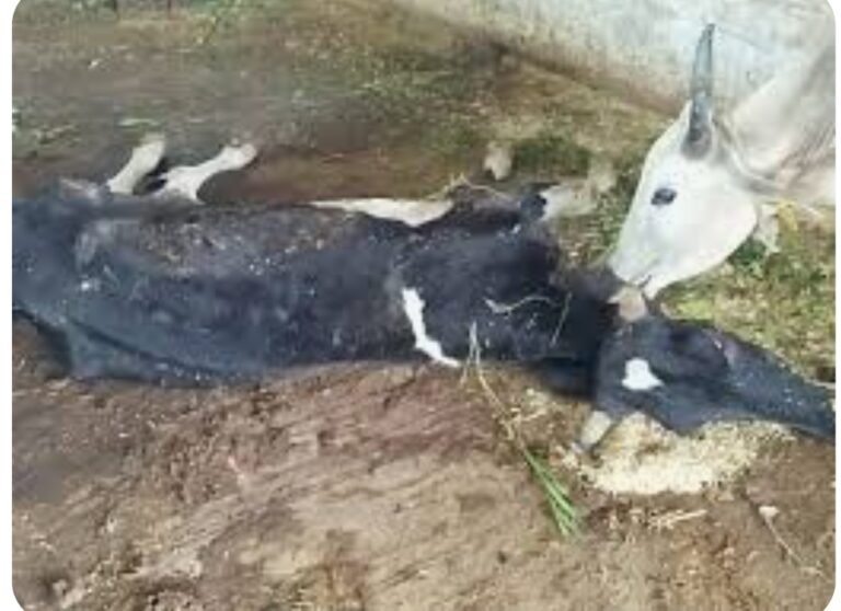 ग्राम पंचायत रायश्री की गौशाला में 06 गायों की मृत्यु होने से दो लोगों के विरूद्ध एफआईआर दर्ज